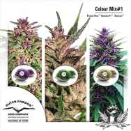 Dutch Passion Seeds Coloured Mix 1